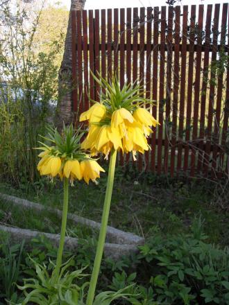 gallery_20295_3119_179807.jpg