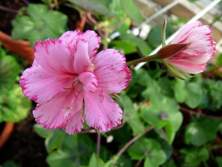 gallery_5783_3313_65401.jpg