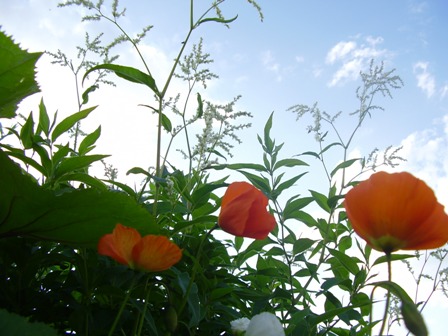 gallery_8531_3393_29829.jpg