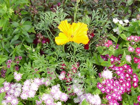 gallery_8531_3393_33839.jpg