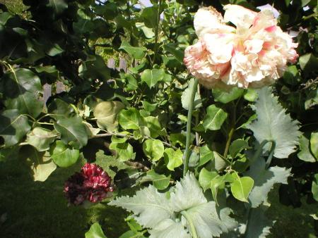 gallery_21046_3202_183313.jpg
