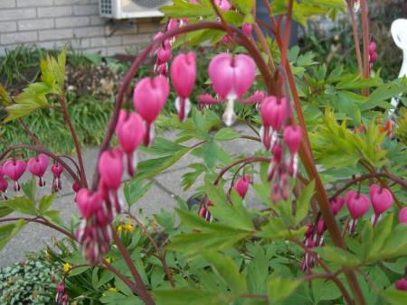 gallery_22221_3402_87719.jpg