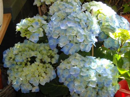 gallery_6830_3211_54150.jpg