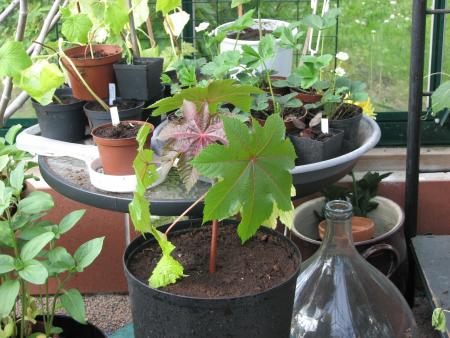 gallery_11610_3415_375709.jpg
