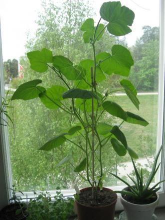gallery_17059_3416_121450.jpg