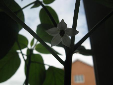 gallery_17059_3416_27013.jpg