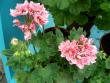 tn_gallery_352_2076_43077.jpg
