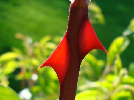 gallery_12789_2988_73800.jpg