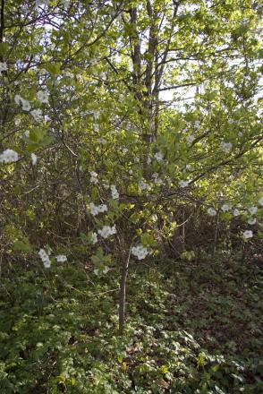 gallery_5974_3431_138746.jpg