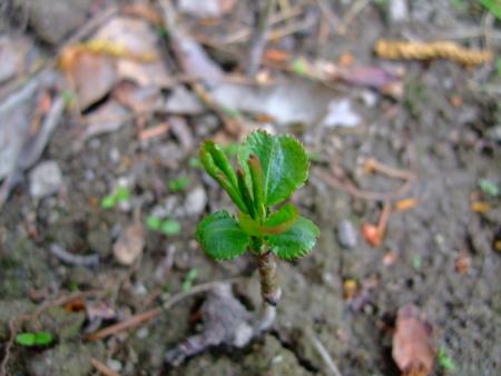 gallery_11399_3438_3733.jpg