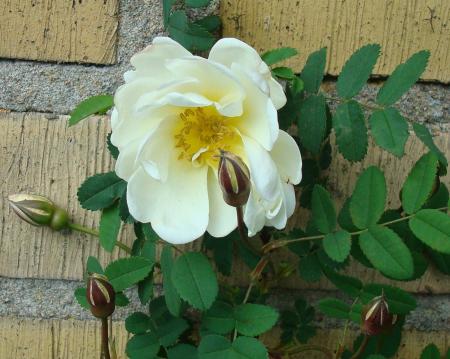 gallery_12789_2988_249793.jpg