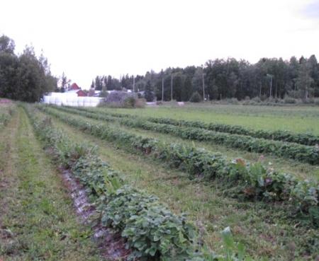 gallery_23204_3425_19325.jpg