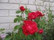 tn_gallery_23204_3425_76583.jpg