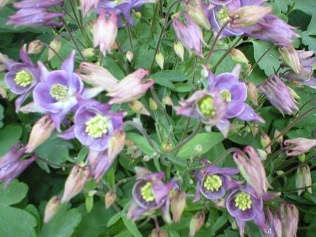 gallery_21046_3448_128395.jpg