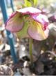 tn_gallery_2529_1143_33330.jpg