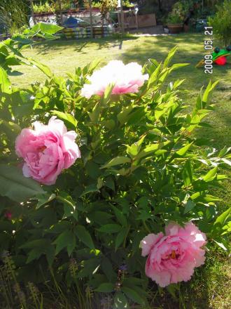 gallery_1786_2895_182176.jpg