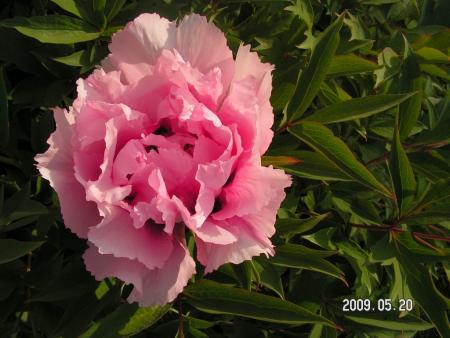 gallery_1786_2895_40072.jpg