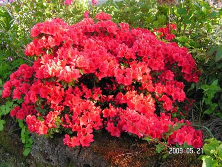 gallery_1786_2895_99617.jpg