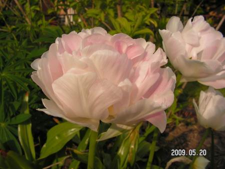 gallery_1786_3461_48270.jpg