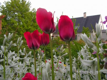 gallery_1786_3461_89212.jpg