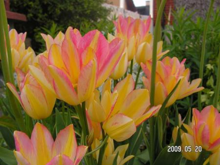 gallery_1786_3461_94942.jpg