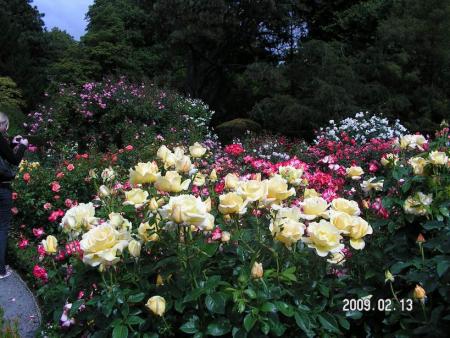 gallery_1786_3474_114243.jpg