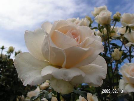 gallery_1786_3474_11847.jpg