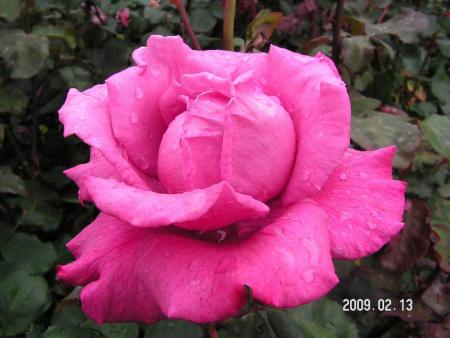gallery_1786_3474_12844.jpg