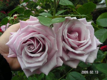 gallery_1786_3474_13784.jpg