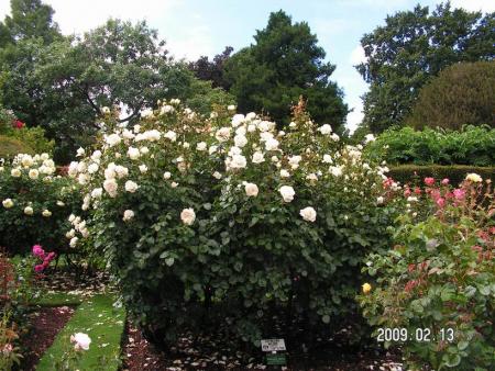gallery_1786_3474_164391.jpg