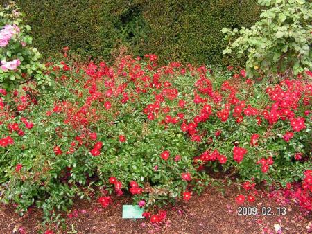 gallery_1786_3474_214174.jpg