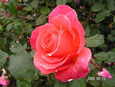 gallery_1786_3474_2963.jpg