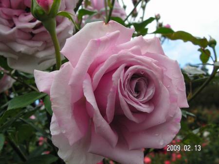 gallery_1786_3474_33979.jpg
