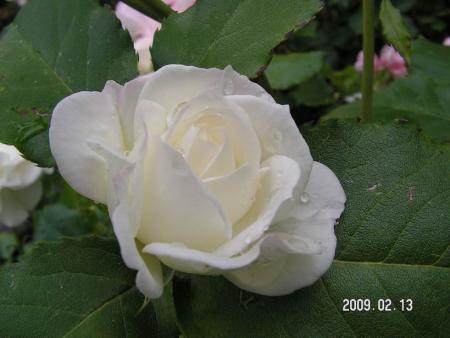 gallery_1786_3474_42465.jpg