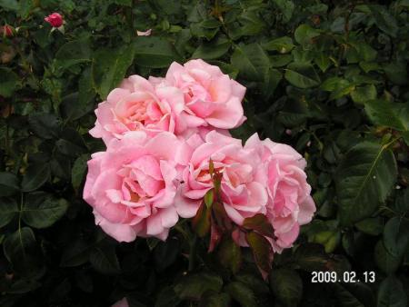 gallery_1786_3474_42477.jpg