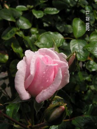 gallery_1786_3474_44977.jpg