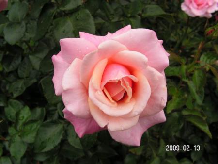 gallery_1786_3474_46474.jpg