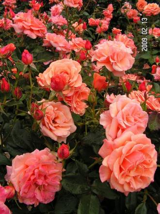 gallery_1786_3474_56143.jpg