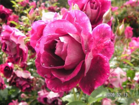 gallery_1786_3474_59031.jpg