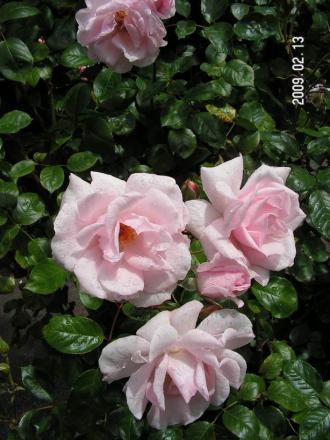 gallery_1786_3474_60713.jpg