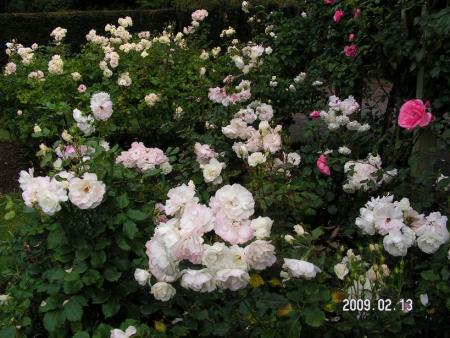 gallery_1786_3474_61610.jpg