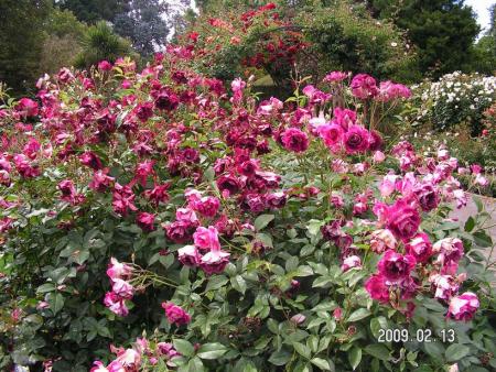 gallery_1786_3474_65211.jpg