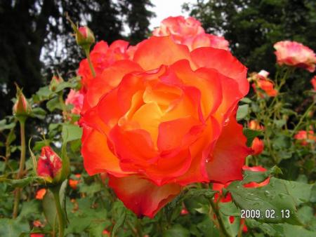 gallery_1786_3474_67434.jpg
