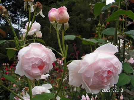 gallery_1786_3474_67624.jpg