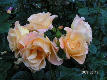 gallery_1786_3474_73392.jpg