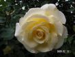 tn_gallery_1786_3474_3479.jpg