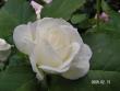 tn_gallery_1786_3474_42465.jpg