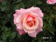 tn_gallery_1786_3474_46474.jpg