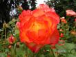 tn_gallery_1786_3474_67434.jpg
