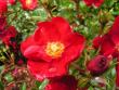 tn_gallery_1786_3474_71428.jpg